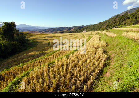 Blick auf Reis Bauernhof und bewölkten blauen Himmel von der lokalen Bevölkerung in den Bergen, nördlichen Teil von Thailand Stockfoto