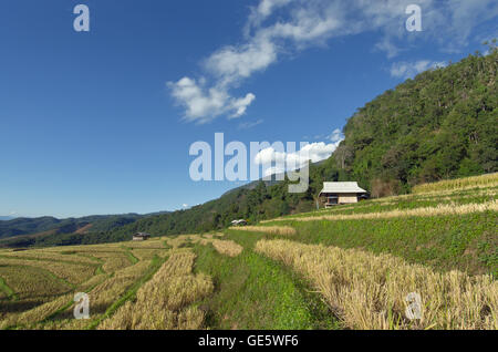 Blick auf Reis Bauernhof und bewölkten blauen Himmel von der lokalen Bevölkerung in den Bergen, nördlichen Teil von Thailand Stockfoto