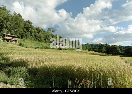 Blick auf Reis Bauernhof und bewölkten blauen Himmel von der lokalen Bevölkerung in den Bergen, nördlichen Teil von Thailand Stockfoto