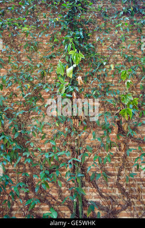 Pflanze wächst auf Ziegelwand in Chiangmai Thailand Stockfoto