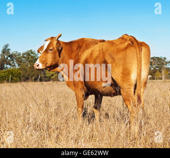 Rump Ende braune Kuh im Winter Weide Paddock mit blauen wolkenlosen Himmel Stockfoto