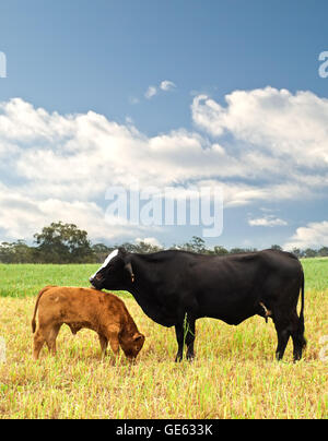 Mutter und Baby Kuh Australian gezüchtet Rinder auf landwirtschaftlichen Weide Stockfoto