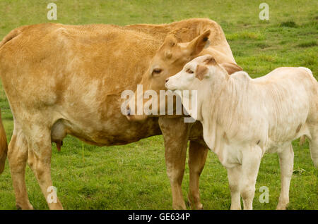 Charolais Kuh mit Kälbchen - Frühling Zeit Mutterliebe - Ländliches Motiv Stockfoto