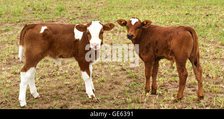 Frühling Zeit neue braune Kälber in Weide australische Rinder geboren Stockfoto