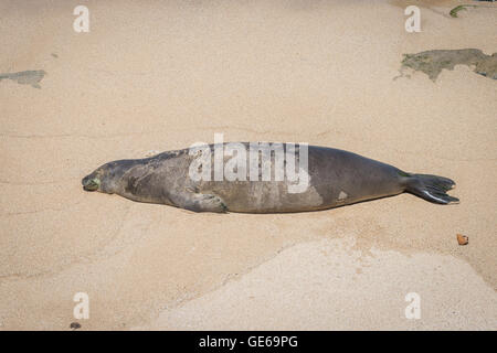 Vom Aussterben bedrohte Seelöwe schlafen am Strand von Maui Stockfoto