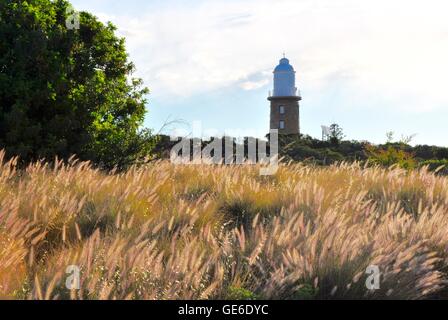 Wiese von lila Ziergräser mit Baum und Kalkstein Woodman Point Lighthouse in Coogee, Western Australia. Stockfoto