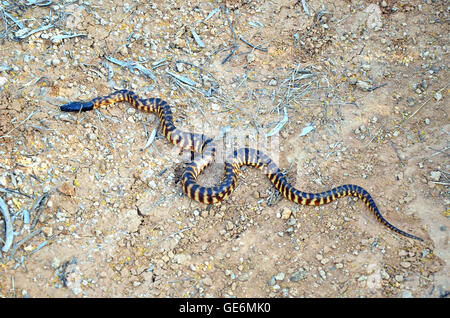 Schwarze Spitze Python (Schwarzkopfpythons Melanocephalus) im Outback Queensland, Australien Stockfoto