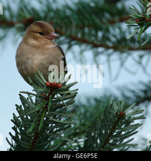 Weibliche Buchfink thront auf einem Weihnachten-wie Tannenzweig mit Beeren Stockfoto