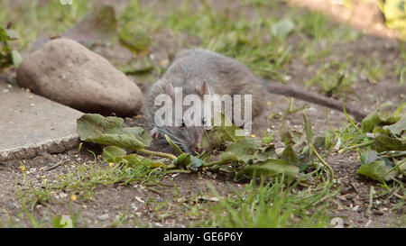 Braune Ratte unter Futterstellen auf Nahrungssuche Stockfoto