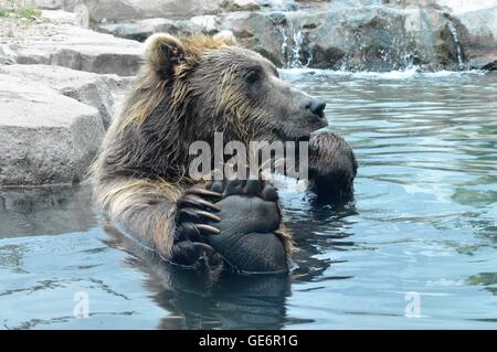 Russische Grizzlybär im Wasser schwimmen Stockfoto