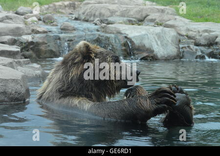 Russische Grizzlybär im Wasser schwimmen Stockfoto