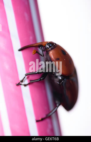 Nahaufnahme einer red Palm Weevil Insekt Stockfoto