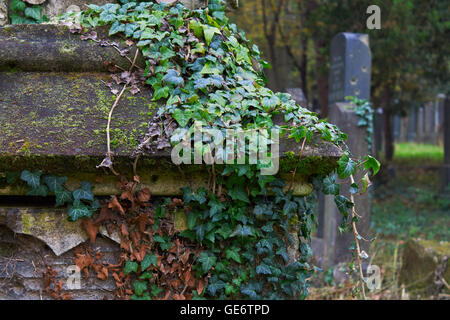 Detail von einem Grabstein auf dem Friedhof mit Efeu bedeckt