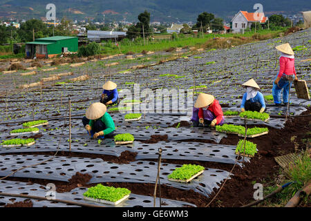 Landwirt Anbau Salat auf eingereicht Stockfoto