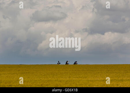 Teilnehmer an einer Radtour Backroads des Loire-Tals, Reiten durch Weizenfelder in Frankreich, 25. Juni 2008. Stockfoto