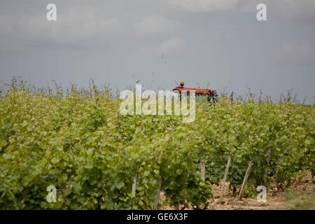 Ein Bauer arbeitet an seinem Traktor in einem Weinberg in Vouvray, Frankreich, 26. Juni 2008. Stockfoto