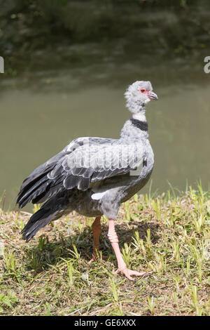 Seitlicher Blick auf die südlichen Screamer Stand in der Nähe des Wassers. Stockfoto