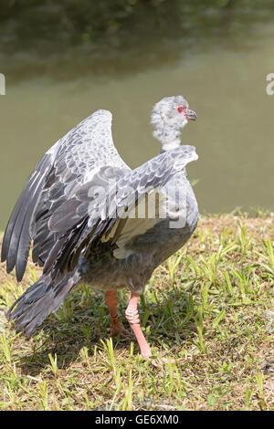 Seitenansicht des südlichen Screamer stehend am Wasser mit Verbreitung Flügel Stockfoto