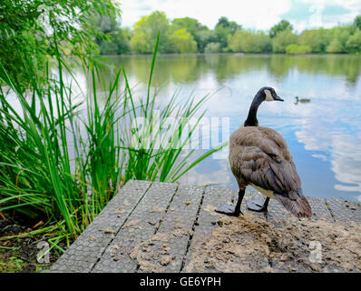 Einsame Gans gesehen Blick auf die Fotografie. Der Erwachsene Vogel steht auf einem provisorischen Holzsteg am Wasserrand. Stockfoto