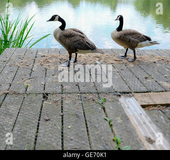 Einsame Gans gesehen Blick auf die Fotografie. Der Erwachsene Vogel steht auf einem provisorischen Holzsteg am Wasserrand. Stockfoto