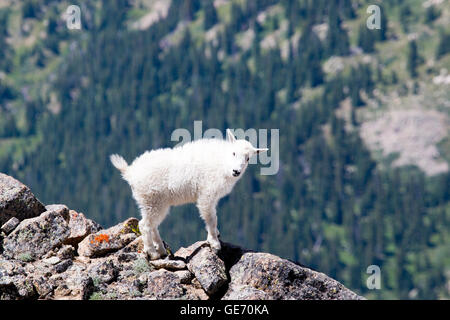 Baby Bergziege auf Mount Massive Colorado Stockfoto