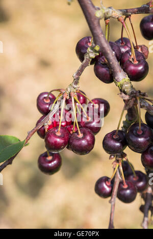 Reife frische Kirschen, wächst auf dem Baum am Northiam auf der East Sussex / Kent Grenze, im Sommer Stockfoto