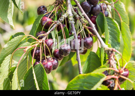 Reife frische Kirschen, wächst auf dem Baum am Northiam auf der East Sussex / Kent Grenze, im Sommer Stockfoto