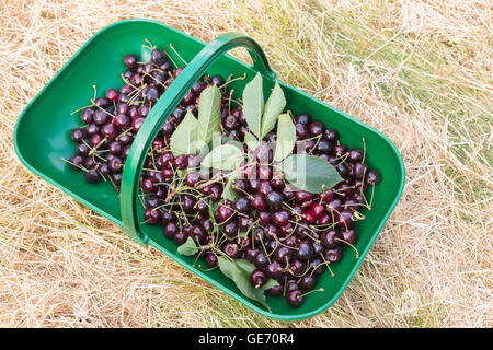 Garten Trug voller frisch gepflückten Kirschen im Northiam auf der East Sussex / Kent Grenze, im Sommer Stockfoto