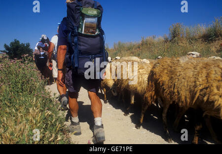 Pilger und Schafe in der Nähe von Hornillos del Camino. Provinz Burgos.  Spanien. Camino de Santiago Stockfoto