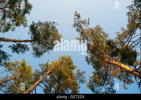 Kiefern im Wald Stockfoto