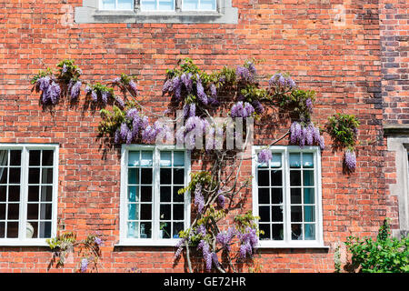 Wand eines alten Hauses mit Glyzinien Narr blühen im Frühjahr klettern. Stockfoto