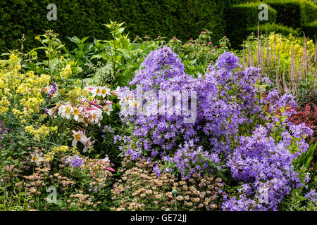 Sommer Blumen Lilien, Campanula und Astrantia in einem gut sortierten krautige Rand. Stockfoto