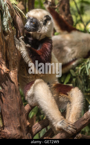 Lemuren auf Madagaskar Stockfoto