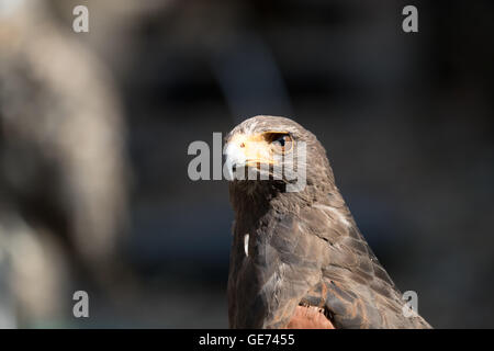 Harris Hawk (Parabuteo Unicinctus), © Jason Richardson / Alamy Live News Stockfoto