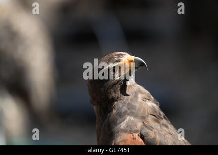 Harris Hawk (Parabuteo Unicinctus), © Jason Richardson / Alamy Live News Stockfoto