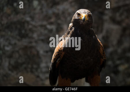 Harris Hawk (Parabuteo Unicinctus), © Jason Richardson / Alamy Live News Stockfoto