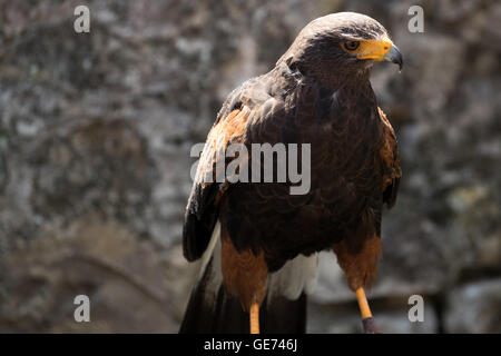 Harris Hawk (Parabuteo Unicinctus), © Jason Richardson / Alamy Live News Stockfoto