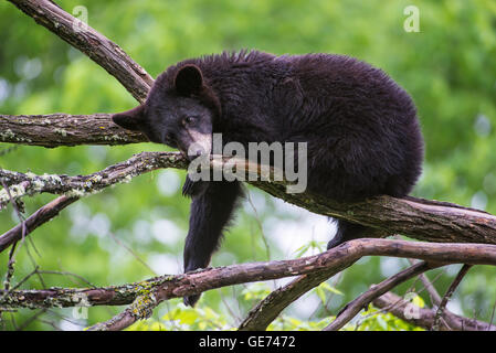 Black Bear jährling Urus americanus, ruht auf Branchen, in Baum, Nordamerika Stockfoto