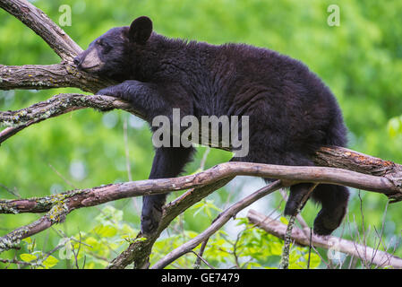 Black Bear jährling Urus americanus, ruht auf Branchen, in Baum, Nordamerika Stockfoto