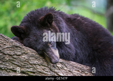 Schwarzer Bär Jährling Urus Americanus, Ausruhen im Baum, Nordamerika Stockfoto