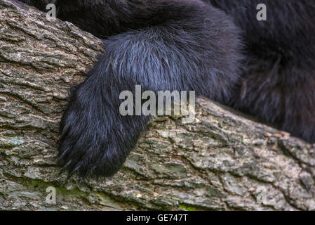 Schwarzer Bär Erwachsene, in der Nähe Blick auf Pfoten und Krallen, Urus Americanus Nordamerika Stockfoto