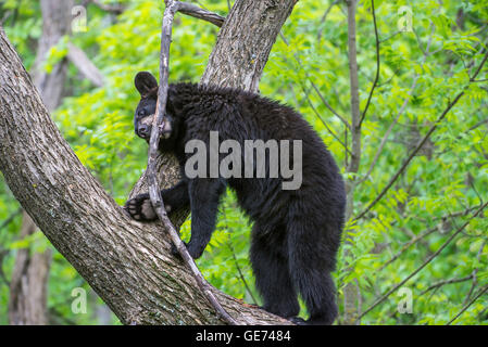 Schwarzer Bär Jährling Urus Americanus, nagen auf AST Baum, Nordamerika Stockfoto