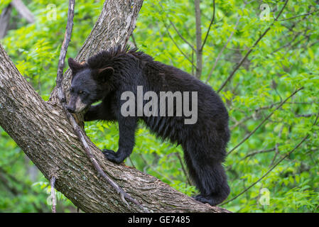 Schwarzer Bär Jährling Urus Americanus, Kletterbaum, Nordamerika Stockfoto