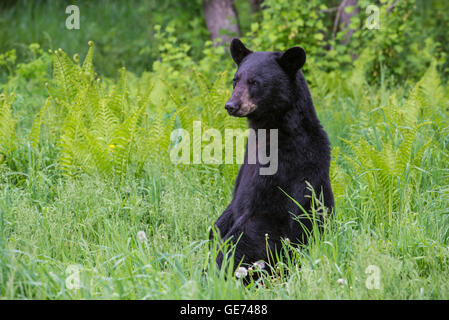 Schwarzer Bär Jährling Urus Americanus, am Rande des Waldes, Nordamerika Stockfoto