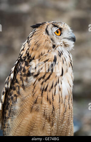 Bengalen-Uhu (Bubo Bengalensis), © Jason Richardson / Alamy Live News Stockfoto