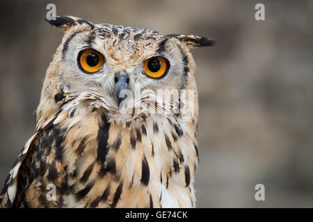 Bengalen-Uhu (Bubo Bengalensis), © Jason Richardson / Alamy Live News Stockfoto