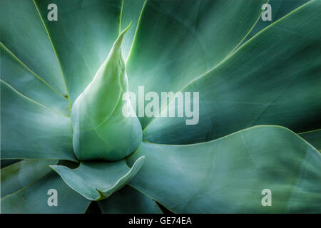 Nahaufnahme von einem blauen Schwan Hals agave Stockfoto