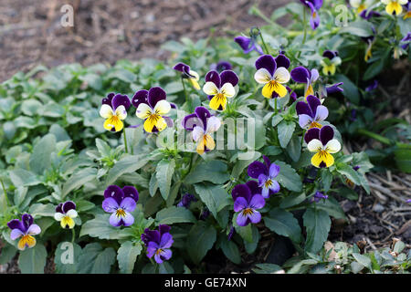 Viola Tricolor, Viola Cornuta oder Alias Viola Johnny Jump Up verwendet eine essbare Blume im Salat. Stockfoto