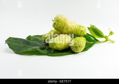 Noni-Frucht isoliert auf weißem Hintergrund. Obst für Gesundheit und Kraut Stockfoto