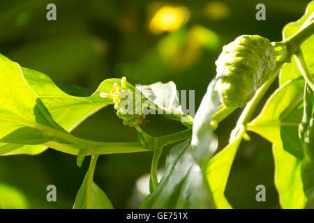 Noni-Frucht am Baum im morgendlichen Blick. Obst für Gesundheit und Kraut. Stockfoto